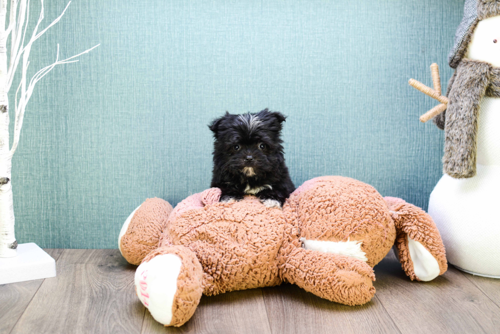 Best Morkie Baby
