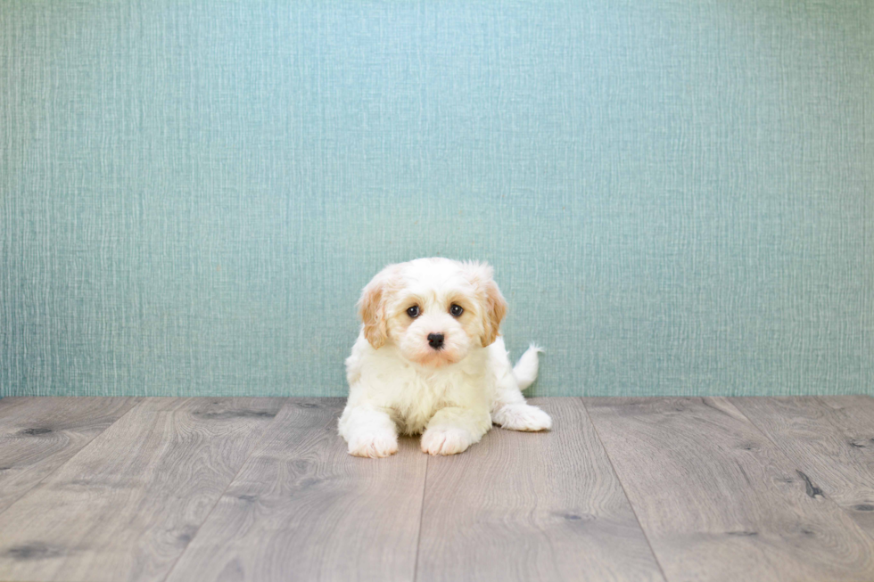 Best Cavachon Baby