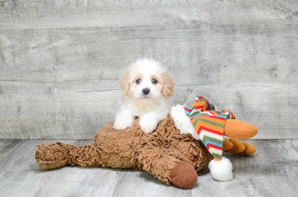 Adorable Cavoodle Poodle Mix Puppy