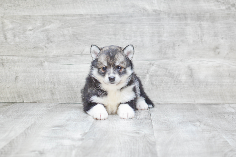 Pomsky Puppy for Adoption