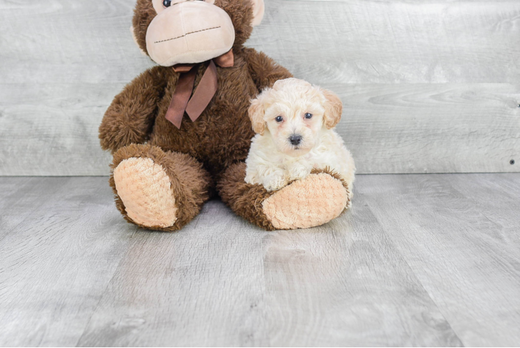 Sweet Maltipoo Baby