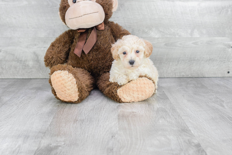 Sweet Maltipoo Baby