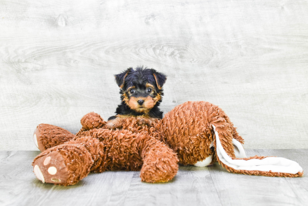 Meet Zoro - our Yorkshire Terrier Puppy Photo 