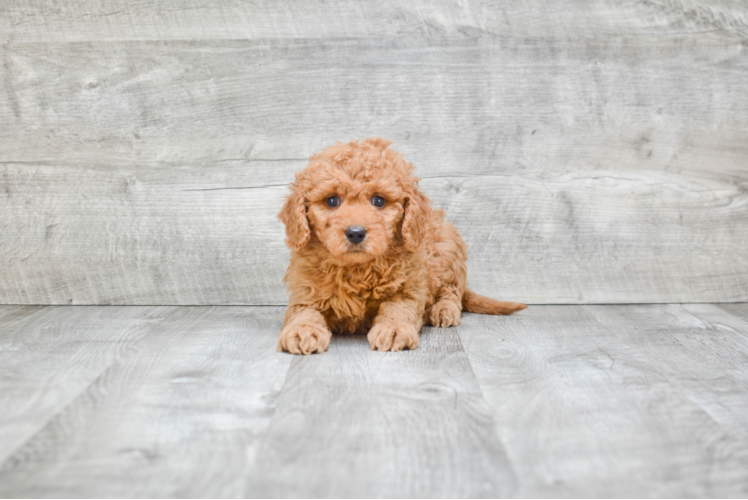 Hypoallergenic Golden Retriever Poodle Mix Puppy