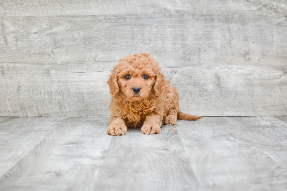 Hypoallergenic Golden Retriever Poodle Mix Puppy