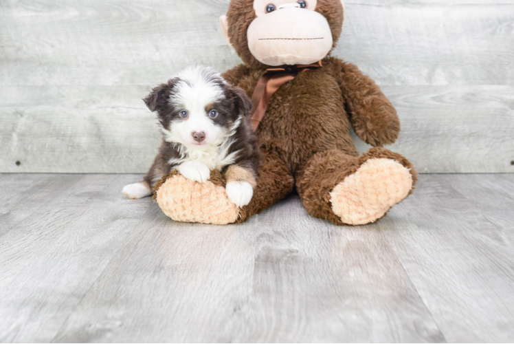 Sweet Mini Aussiedoodle Baby