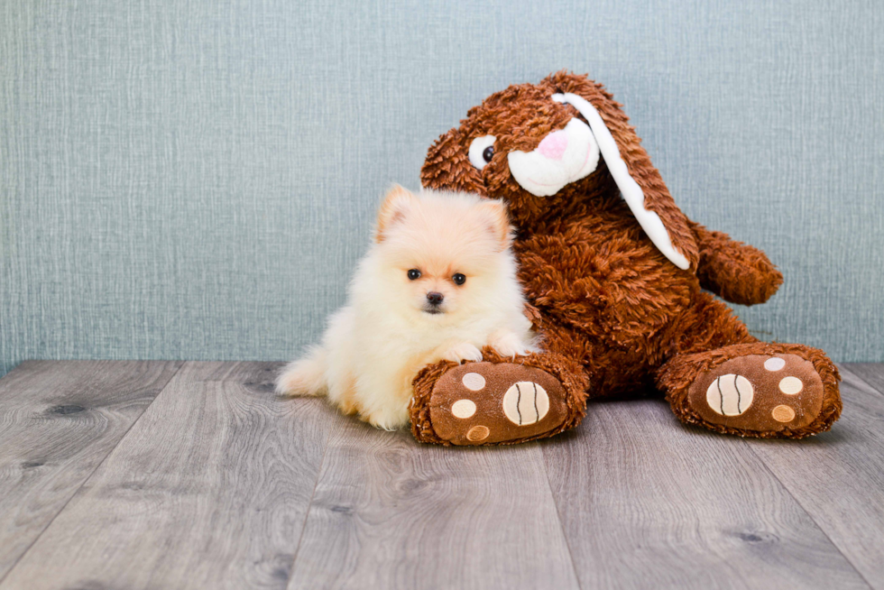 Happy Pomeranian Purebred Puppy