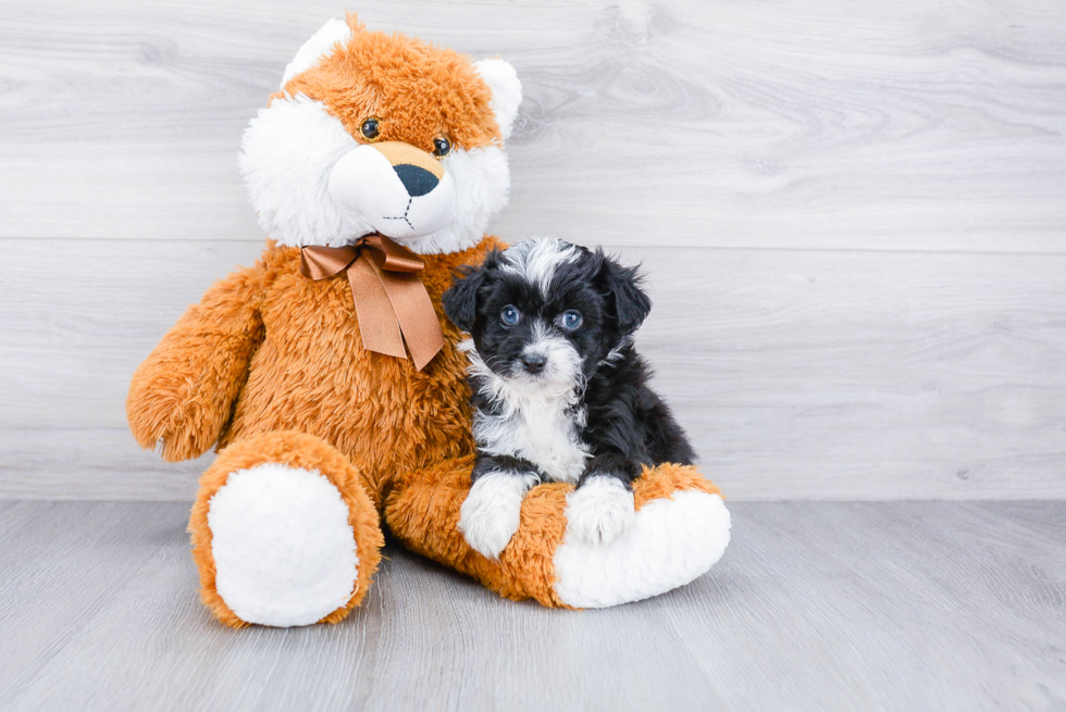 Popular Mini Aussiedoodle Poodle Mix Pup