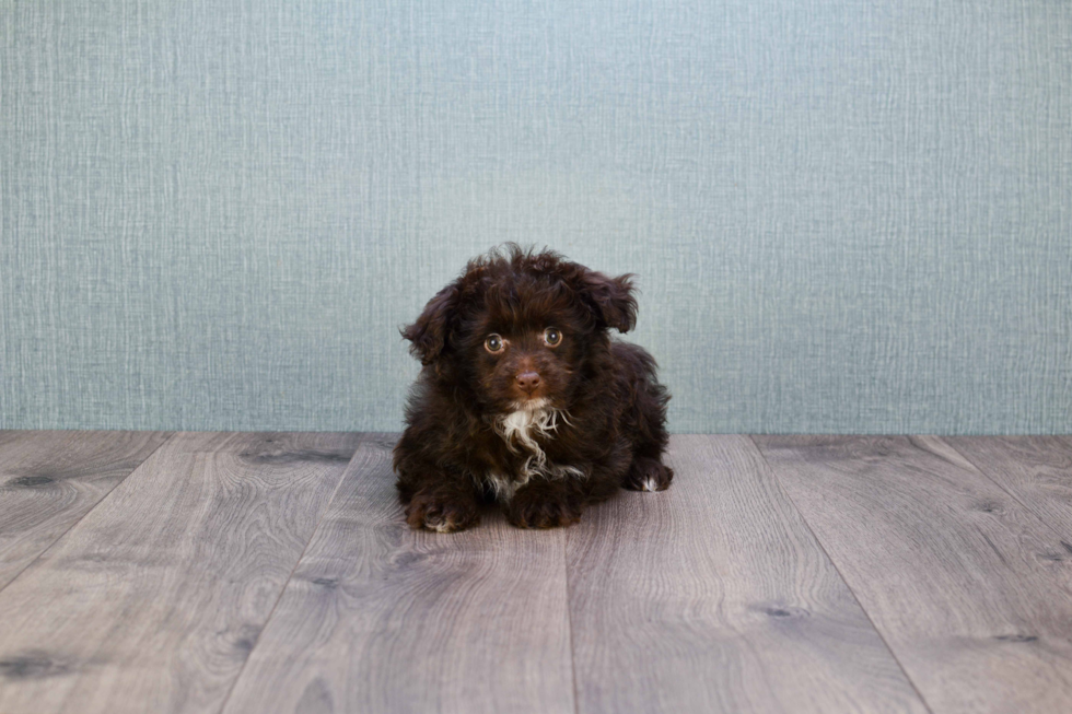 Mini Aussiedoodle Puppy for Adoption