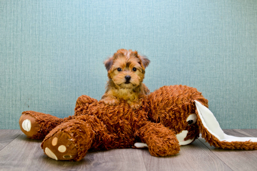 Best Morkie Baby