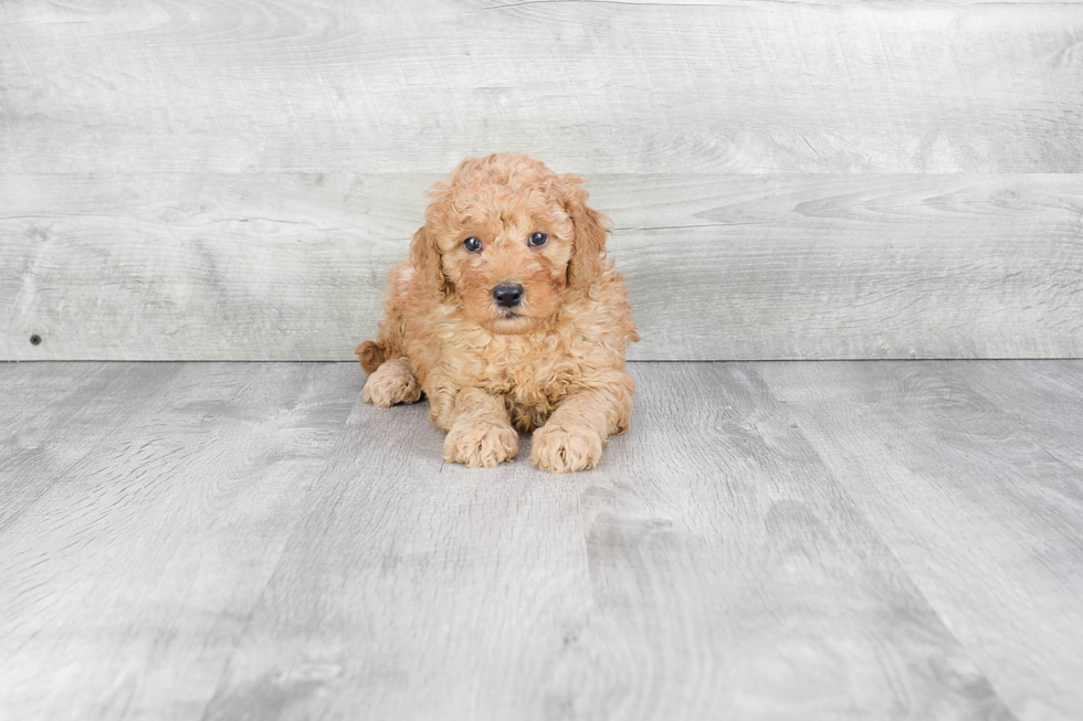 Sweet Mini Goldendoodle Baby