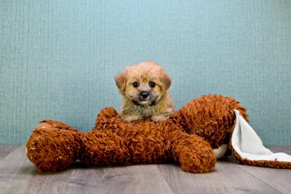 Fluffy Morkie Designer Pup