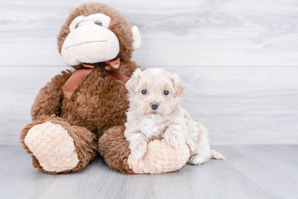 Maltipoo Puppy for Adoption