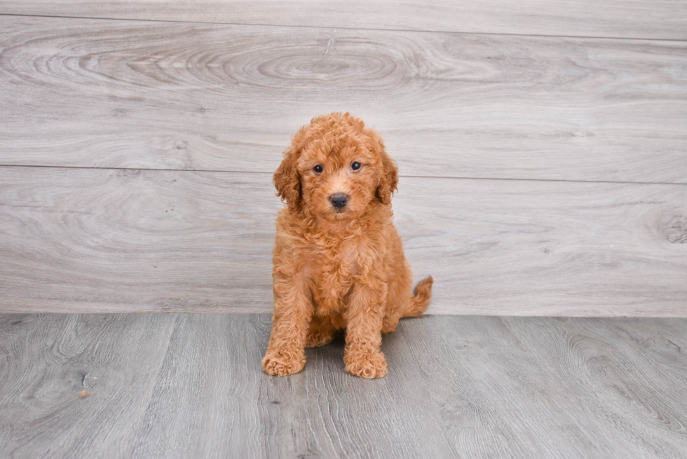 Mini Goldendoodle Puppy for Adoption