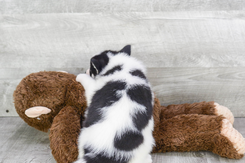 Pomsky Pup Being Cute