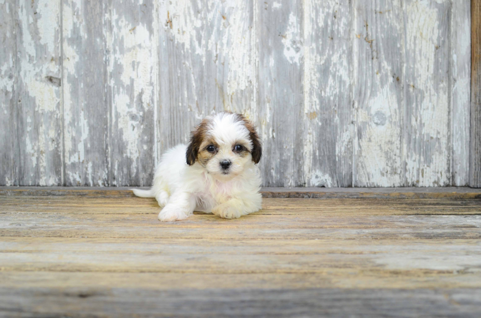 Small Teddy Bear Baby