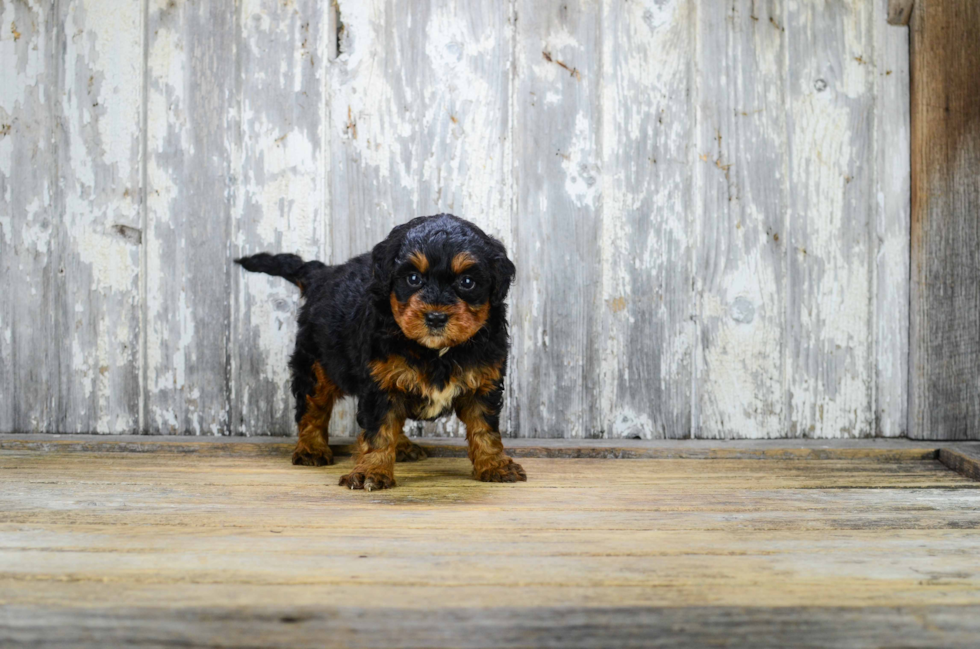 Playful Bernadoodle Poodle Mix Puppy