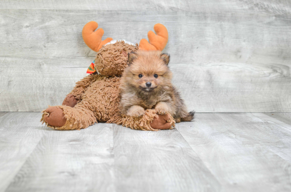 Hypoallergenic Pomeranian Purebred Pup