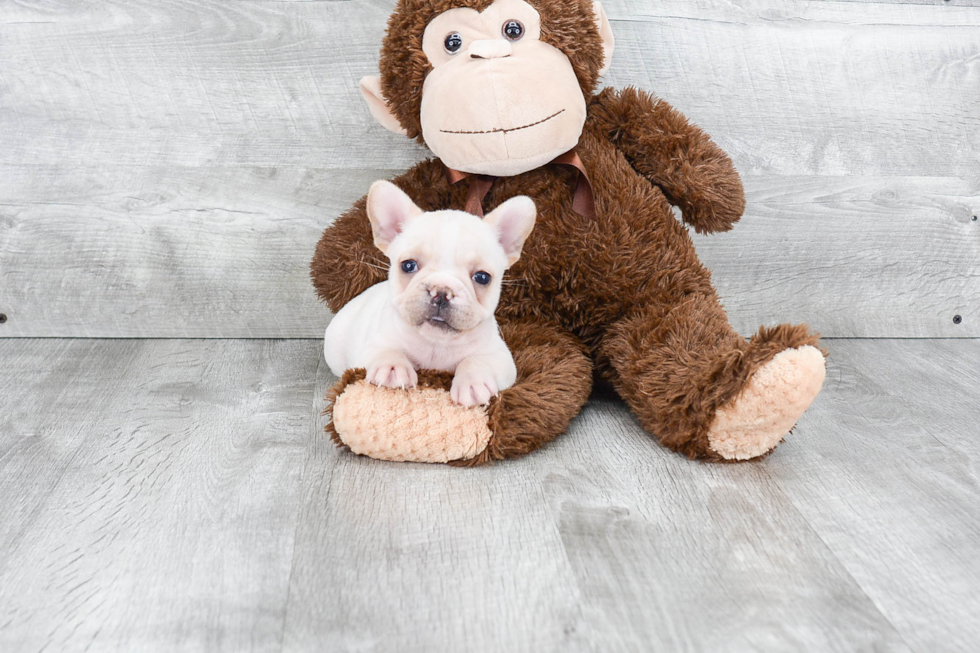 Playful French Bulldog Purebred Pup