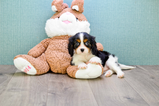 Akc Registered Cavalier King Charles Spaniel Baby