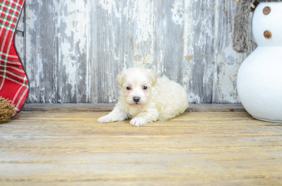 Best Maltipoo Baby