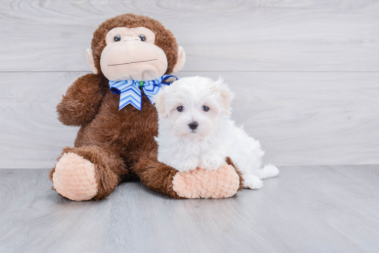 Maltese Puppy for Adoption