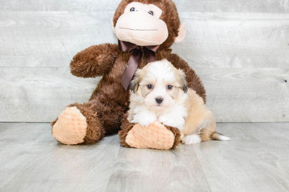 Best Havanese Baby