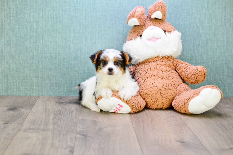 Meet Beyonce - our Yorkshire Terrier Puppy Photo 