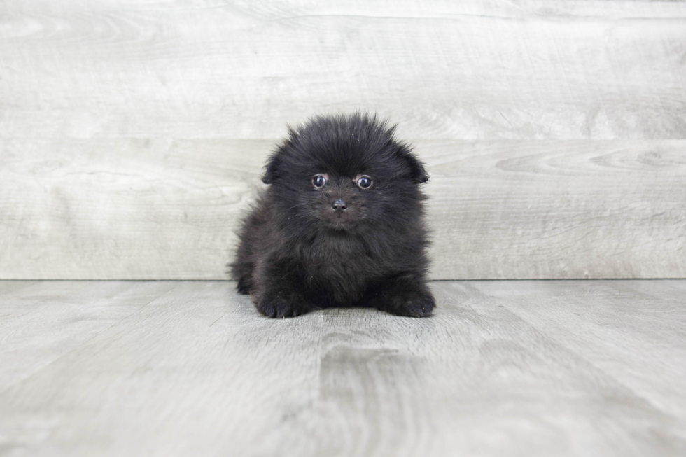 Playful Pomeranian Purebred Pup