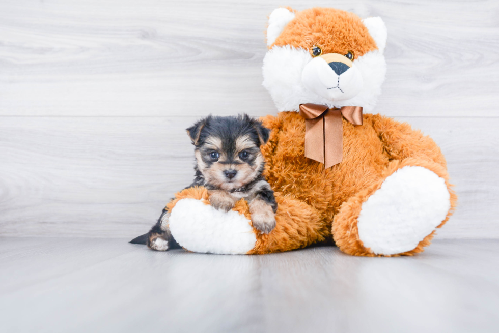 Friendly Morkie Baby