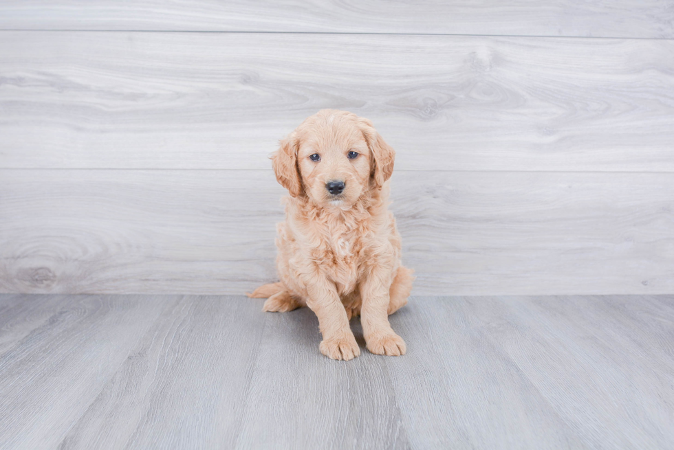 Happy Mini Goldendoodle Baby