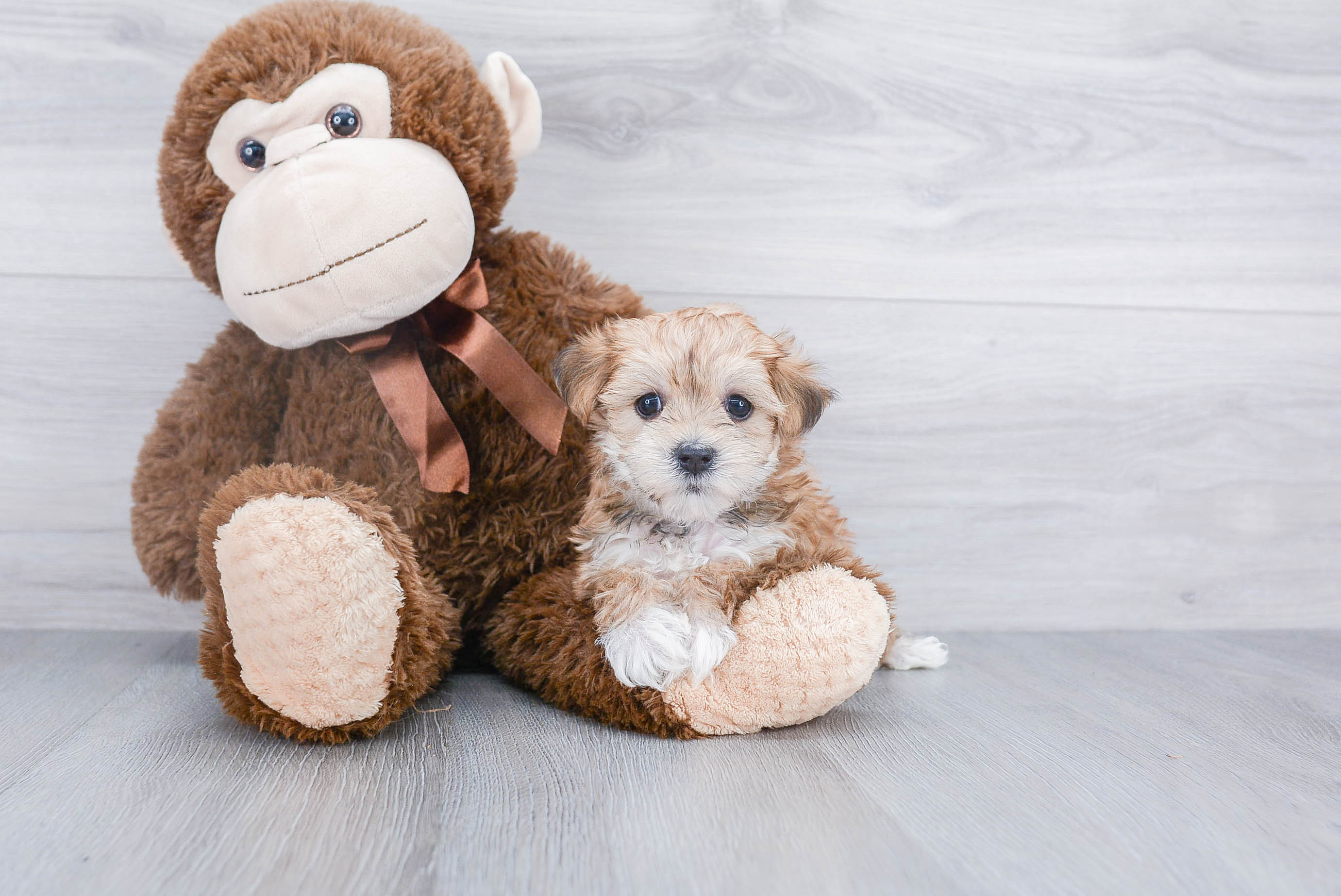 Cute Morkie Baby