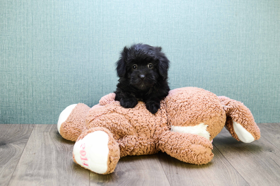 Playful Havanese Baby