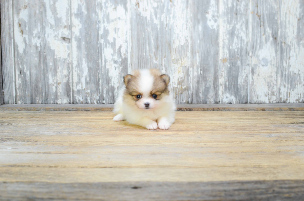 Pomeranian Pup Being Cute