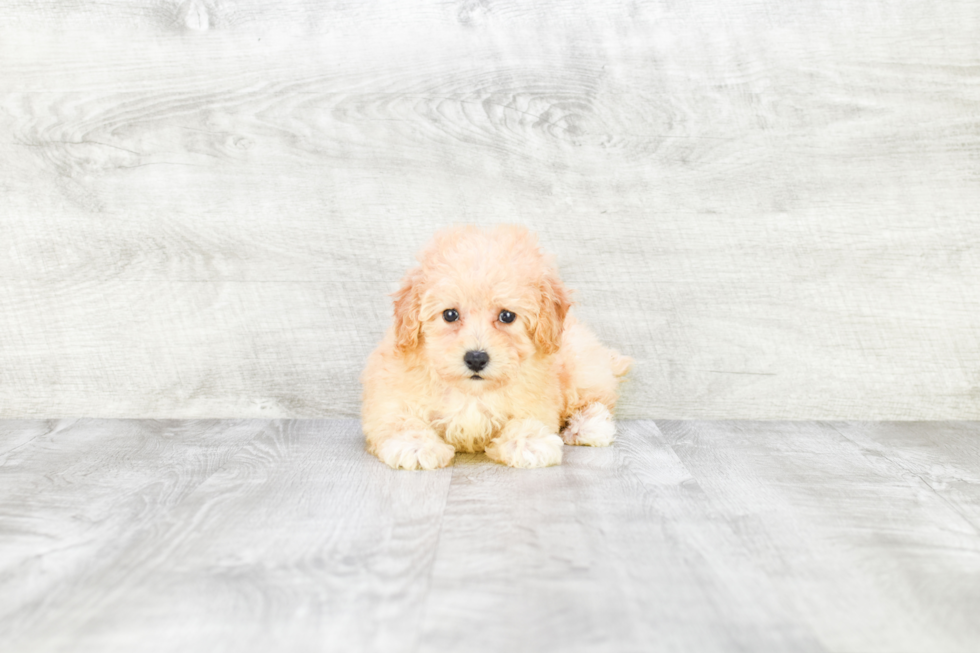 Maltipoo Pup Being Cute