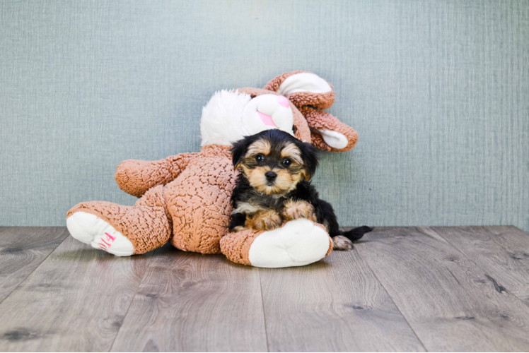 Morkie Pup Being Cute