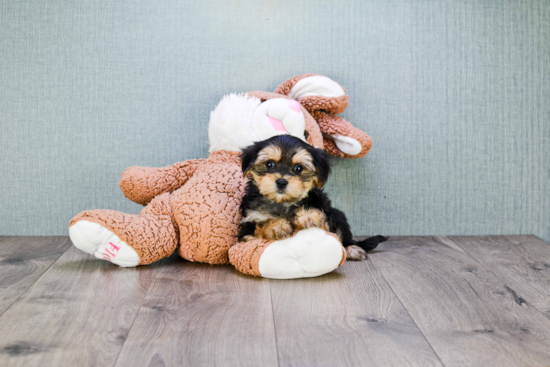 Morkie Pup Being Cute