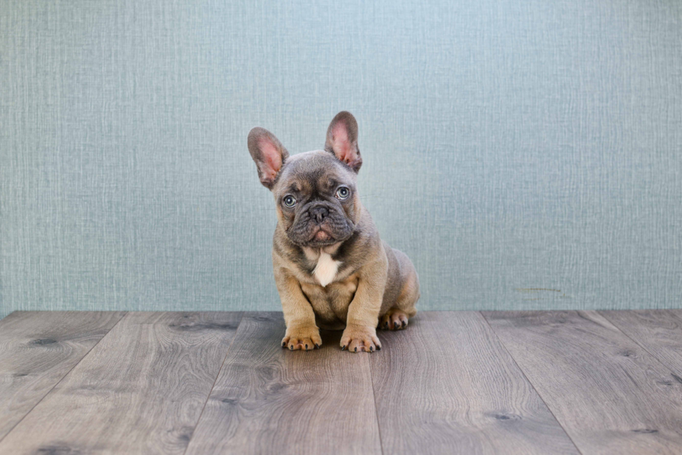 Best French Bulldog Baby