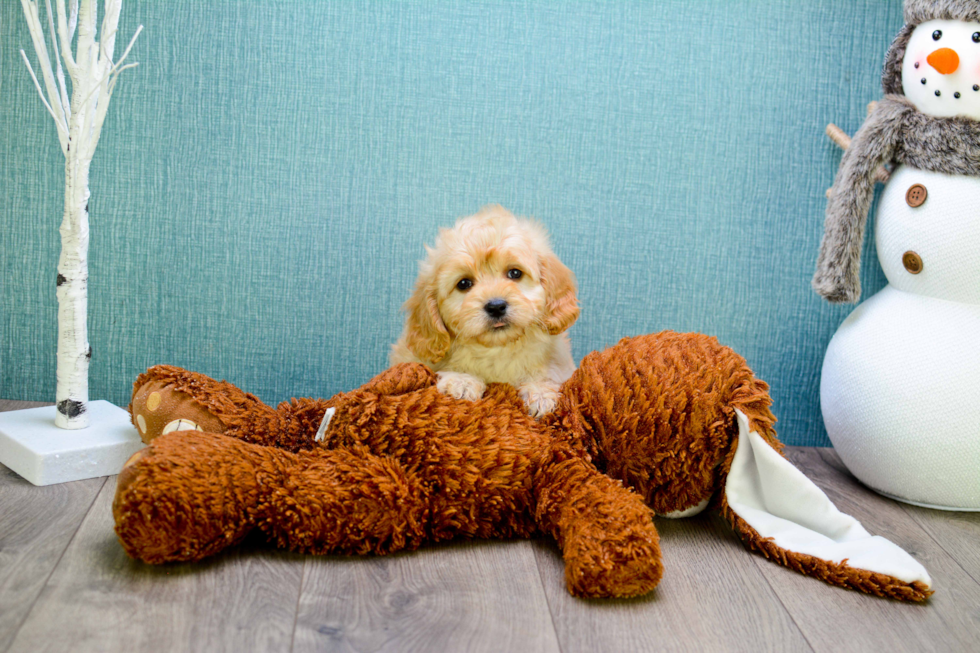 Cavapoo Puppy for Adoption