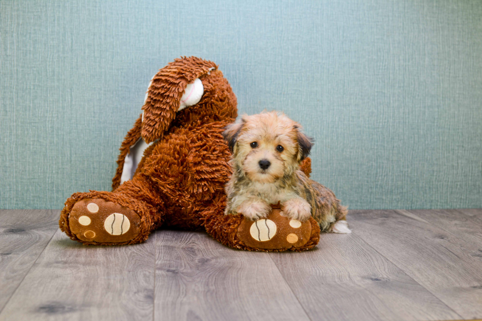 Best Morkie Baby