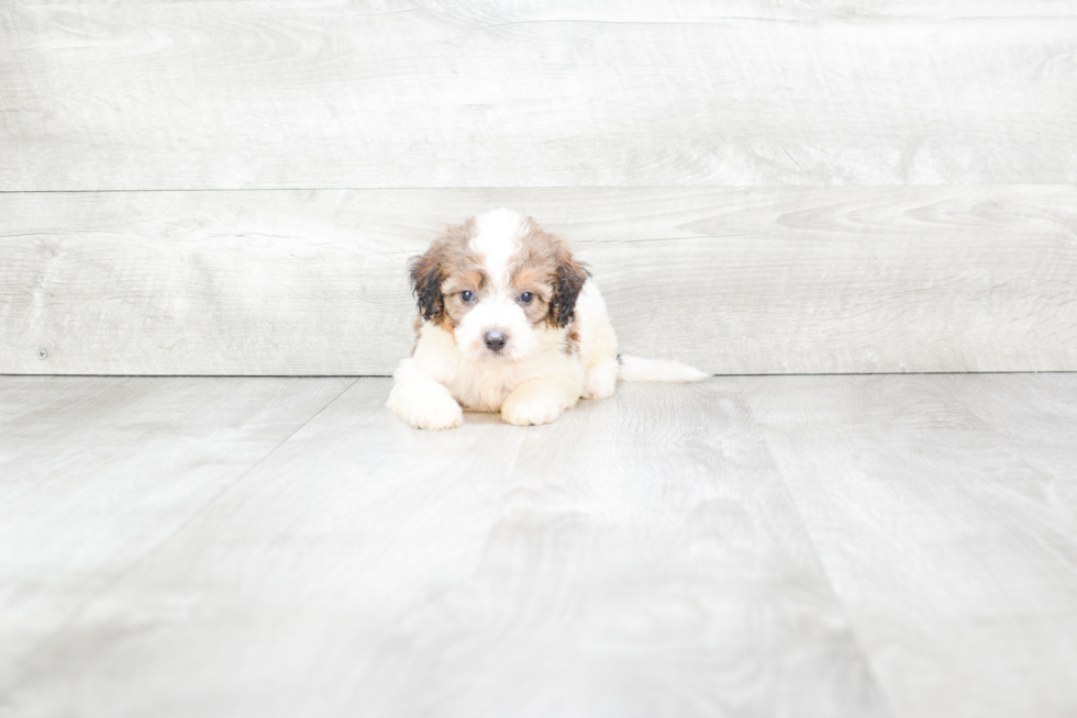 Best Mini Bernedoodle Baby