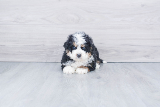 Mini Bernedoodle Pup Being Cute