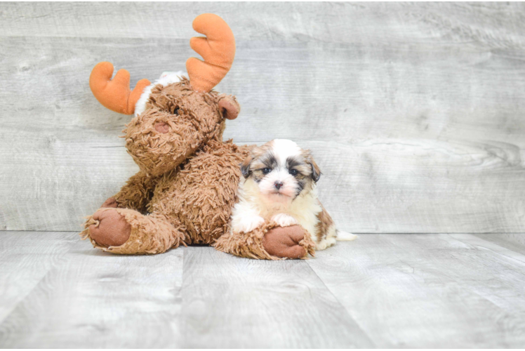 Popular Teddy Bear Designer Pup