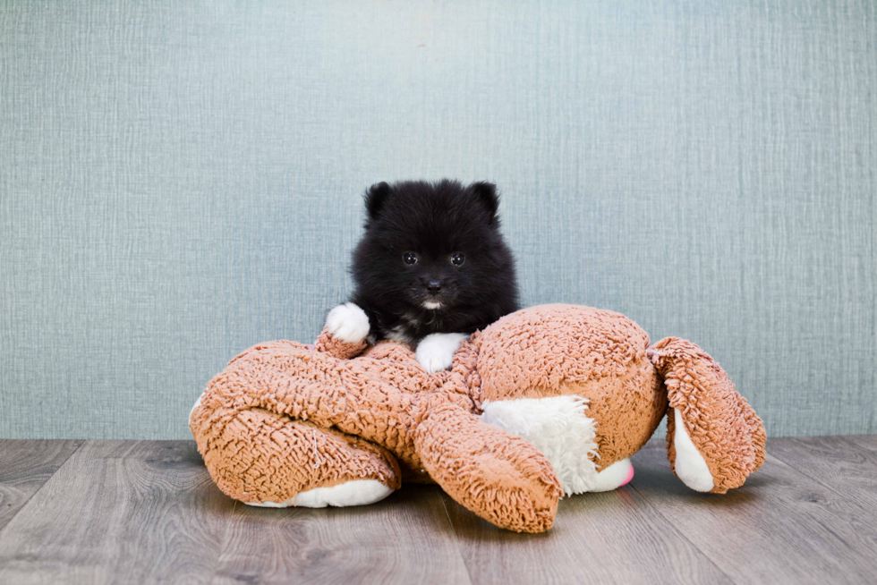 Akc Registered Pomeranian Purebred Pup