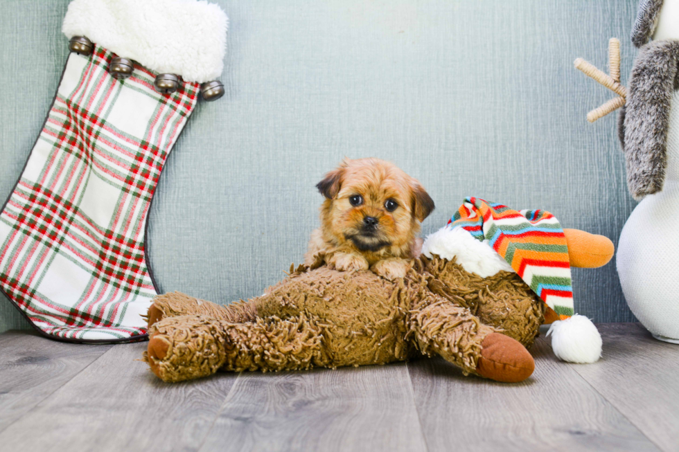 Shorkie Pup Being Cute