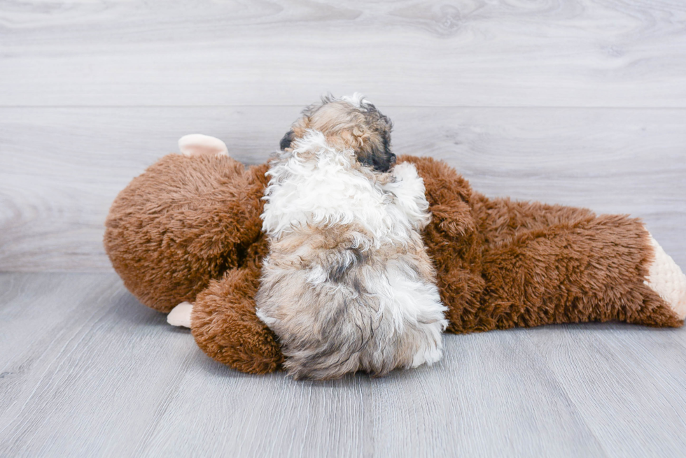 Teddy Bear Pup Being Cute