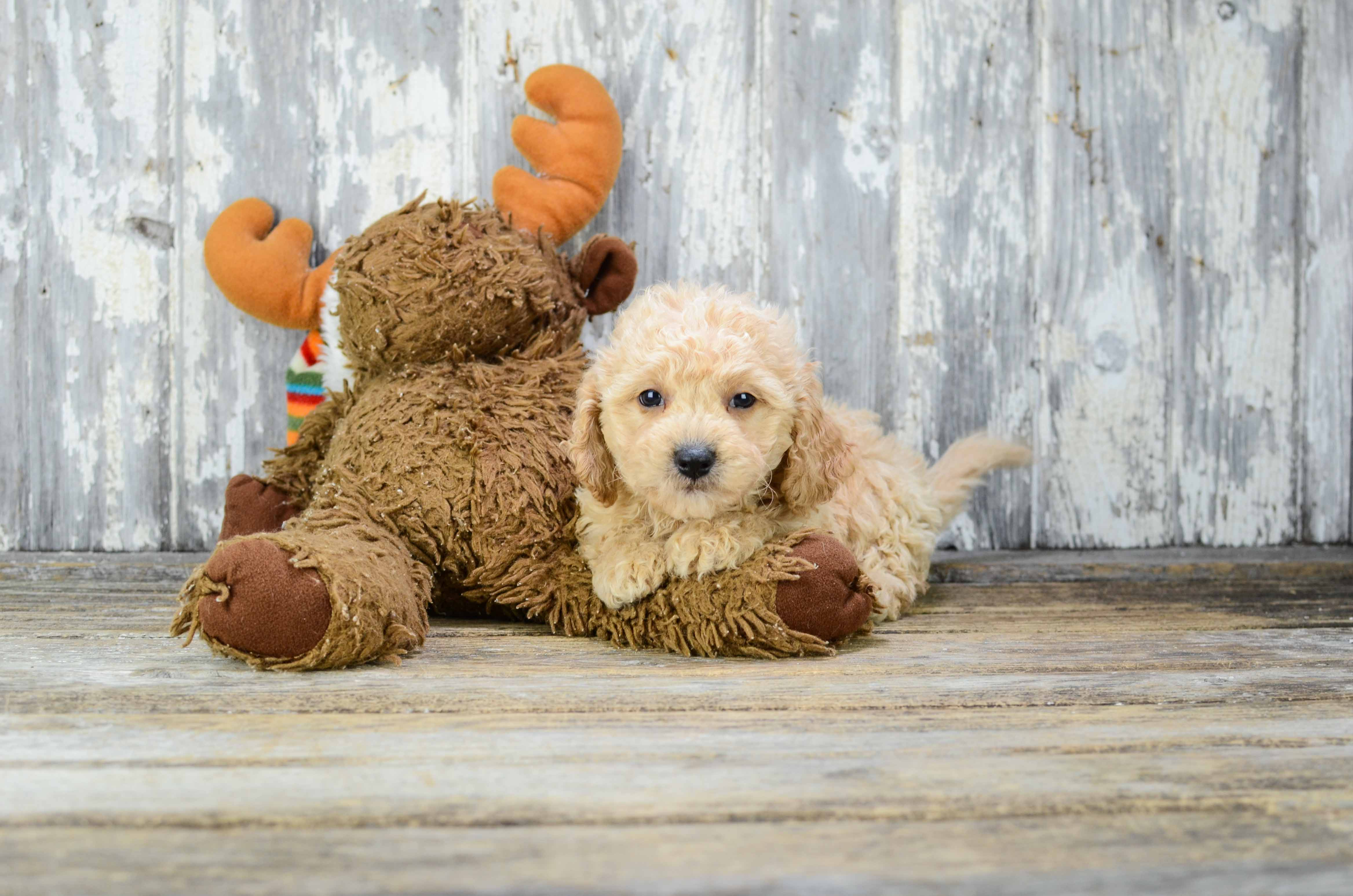 Cavapoo Puppy for Adoption