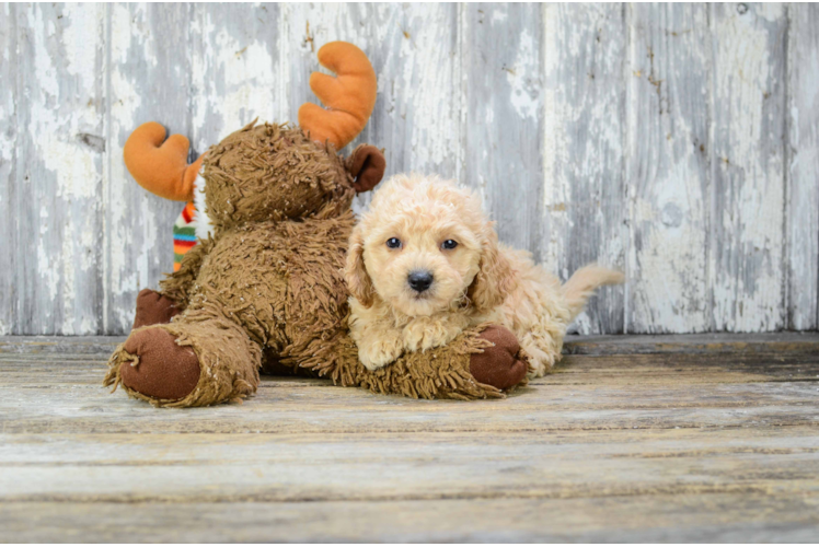 Cavapoo Puppy for Adoption