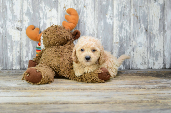 Cavapoo Puppy for Adoption