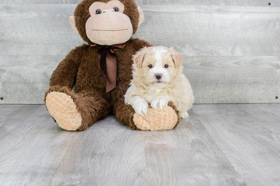 Maltipoo Puppy for Adoption